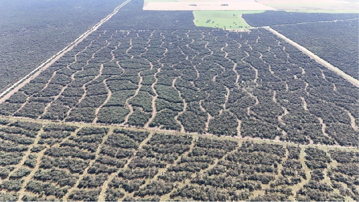 Bosque nativo